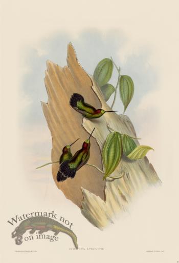 Gould Hummingbird 088